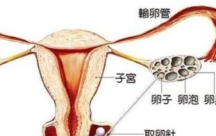 2026内蒙古呼和浩特市十大助孕公司行榜公布，您愿意信任哪一家